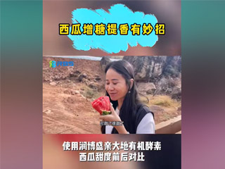 西瓜增糖提香有妙招，使用潤(rùn)博盛親大地有機(jī)酵素，西瓜甜度前后對(duì)比