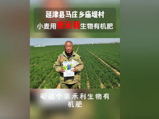 小麥?zhǔn)褂糜H禾利生物有機(jī)肥，延津縣馬莊鄉(xiāng)廟堤村農(nóng)戶(hù)感言