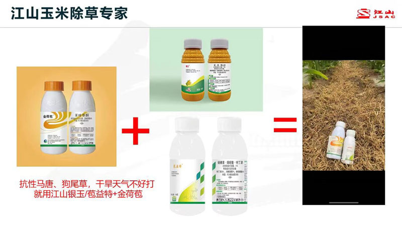 天氣干旱 玉米田超好用的除草劑配方！除草干凈，不傷苗！