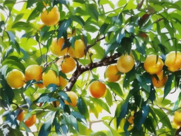 高溫天氣果樹(shù)如何安全度夏？